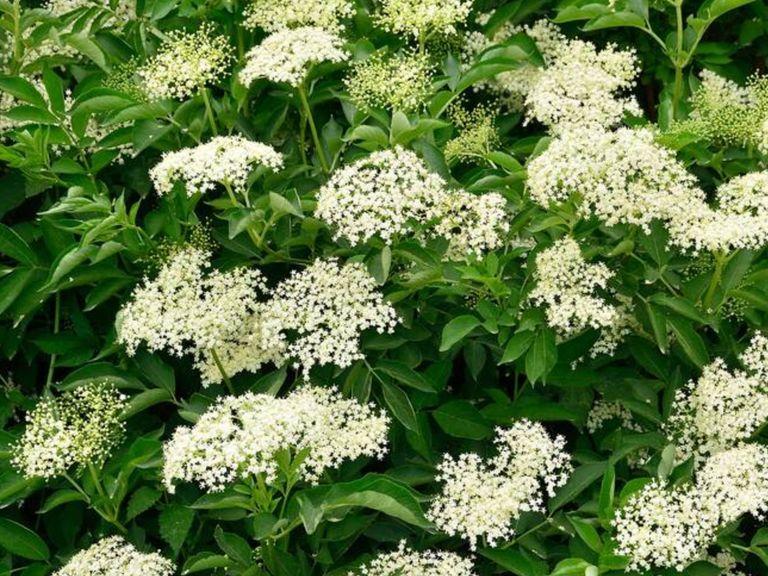 Collect about 50 elderflowers,  at best during the sunny season. Be careful not to shake them around as the more pollen, the more flavor. Any small insects can be skimmed off after soaking. Just avoid any flowers that look they have aphids on them.