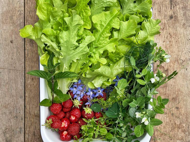Den Salat, Erdbeeren und die Kräuter waschen. Den Salat und die Kräuter trocken schleudern. Den Salat in mundgerechte Stücke zupfen. Den Strunk von den Erdbeeren entfernen und dann halbieren.